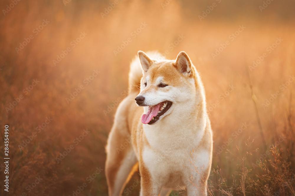 Beautiful Red Shiba inu dog standing in the field in summer at sunset Beautiful Red Shiba inu dog standing in the field in summer at sunset