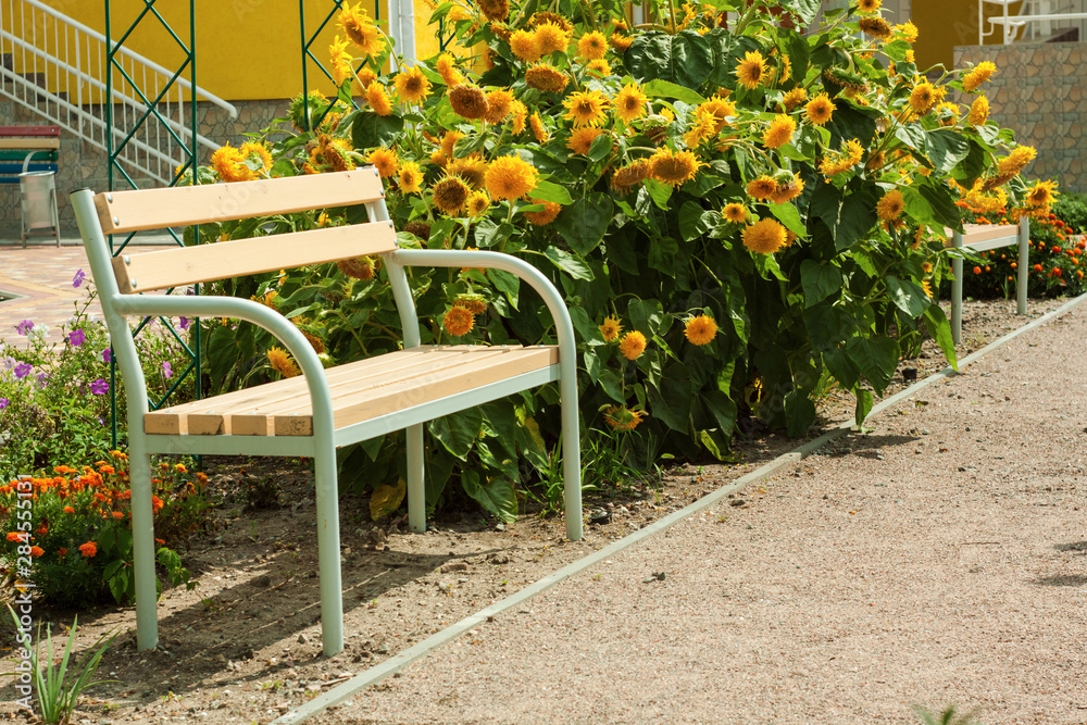 A vacant tree bench and bright blooming sunflowers on the background of the house behind.