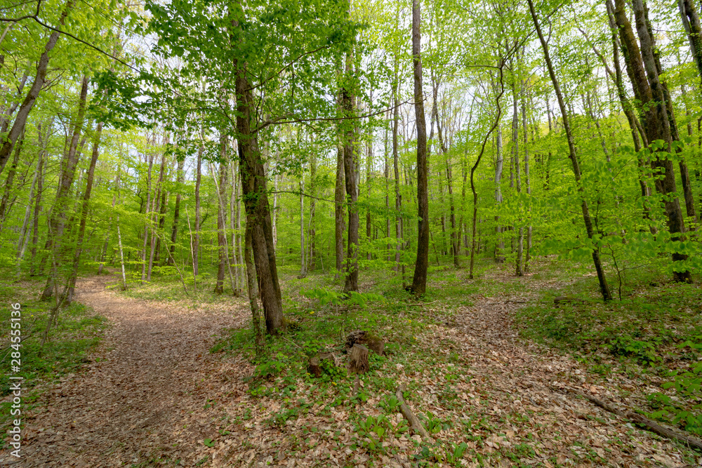 Obraz premium path in the forest