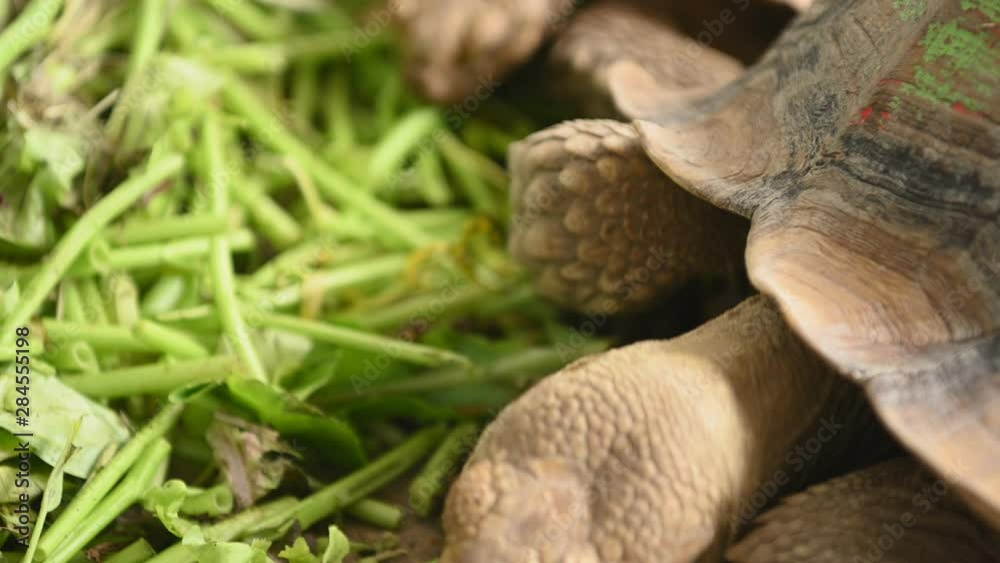 Group of beautiful aged African spurred tortoise in zoo park eating fresh vegetables as human pet friend. Turtles eating green plant. Geochelone sulcata turtle species. 4K footage video Group of beautiful aged African spurred tortoise in zoo park eating fresh vegetables as human pet friend. Turtles eating green plant. Geochelone sulcata turtle species. 4K footage video