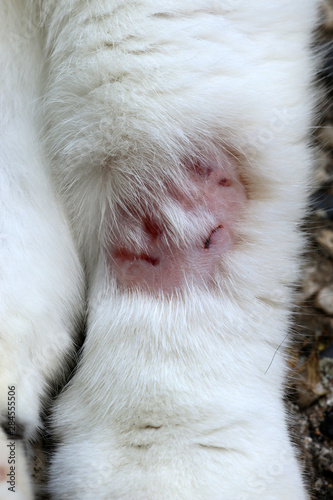 Entzündete Bisswunde am Bein einer Katze © Eileen Kumpf