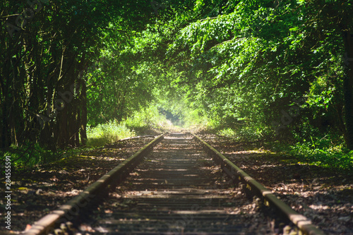 Railway track in a green forest