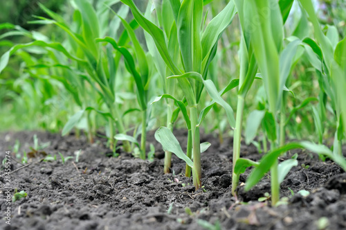 cornfield of young maize plantation