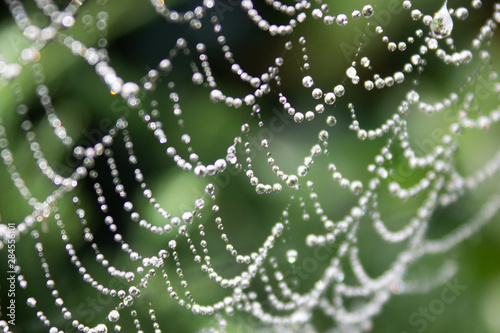 Drops of dew on the threads of a web in the light of the morning sun