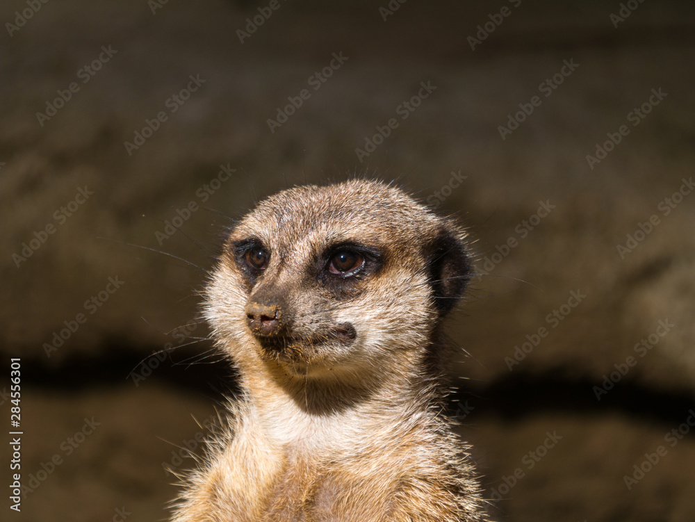 Fototapeta premium Suricate