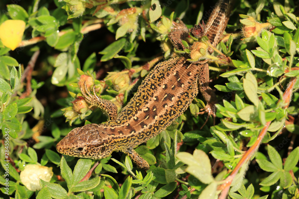 Obraz premium Zauneidechse