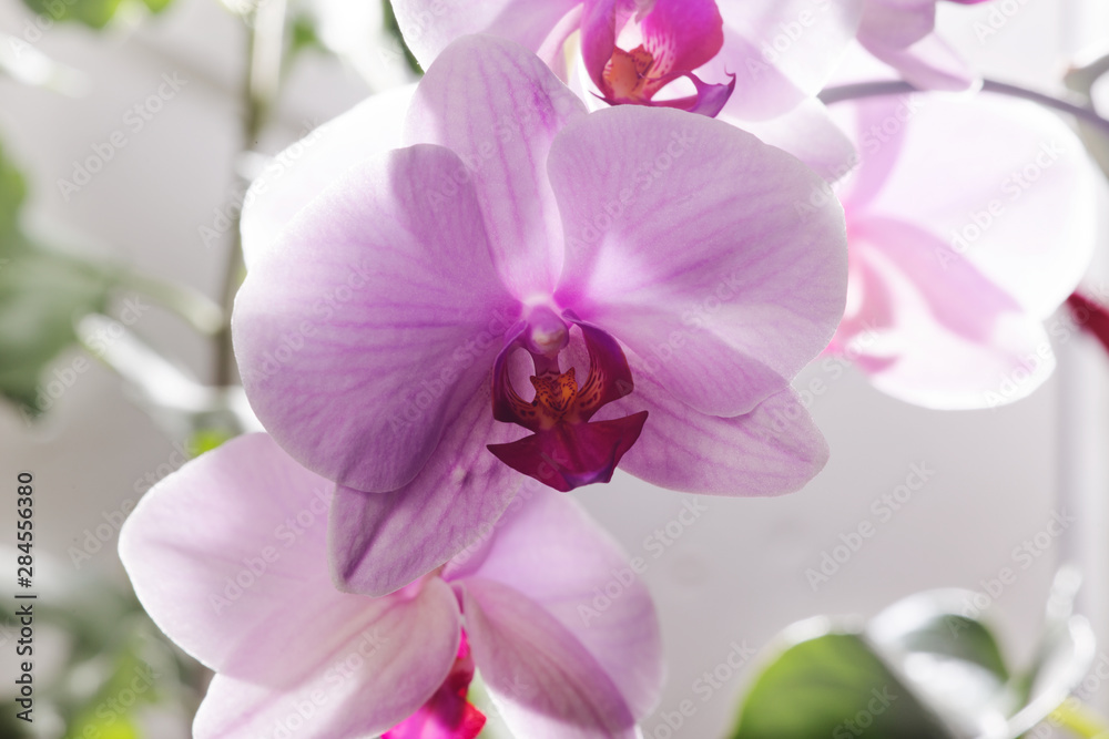 Close-up of a pink orchid flower. Orchid bud in high resolution. Close-up of a pink orchid flower. Orchid bud in high resolution.