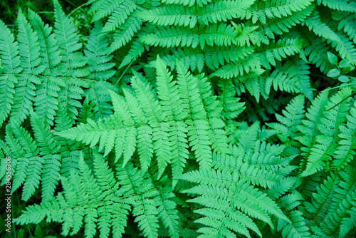 Fern leaves in the forest. Juicy saturated green color. Top view.