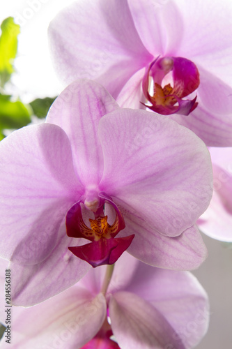 Close-up of a pink orchid flower. Orchid bud in high resolution.