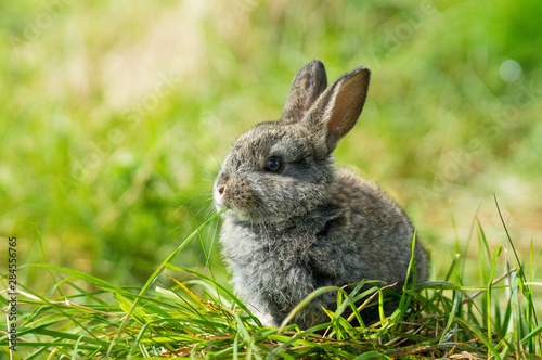 Cute bunny enjoying some grass