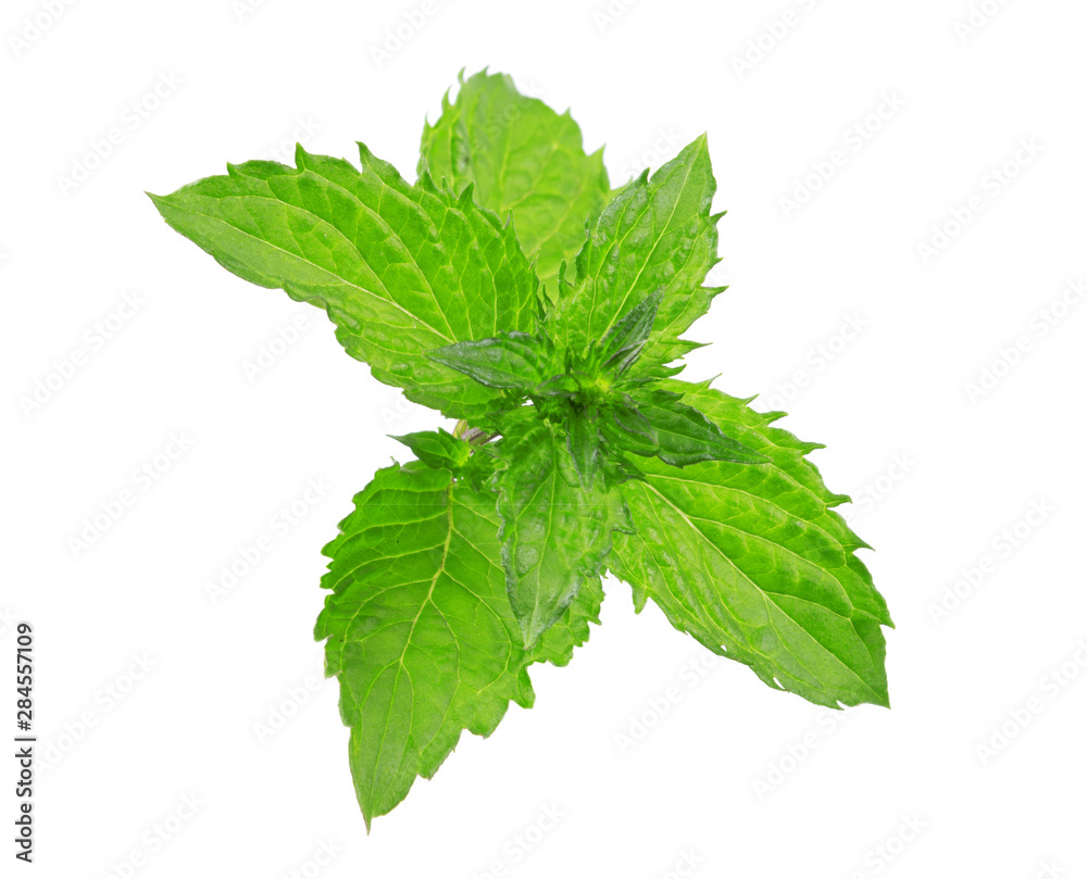 Mint leaves isolated on white. Mint Clipping Path Mint leaves isolated on white. Mint Clipping Path