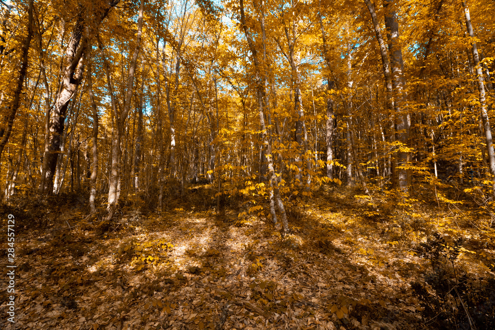 Fototapeta premium autumn in the forest