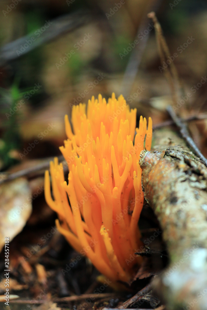Roter Korallenpilz Roter Korallenpilz