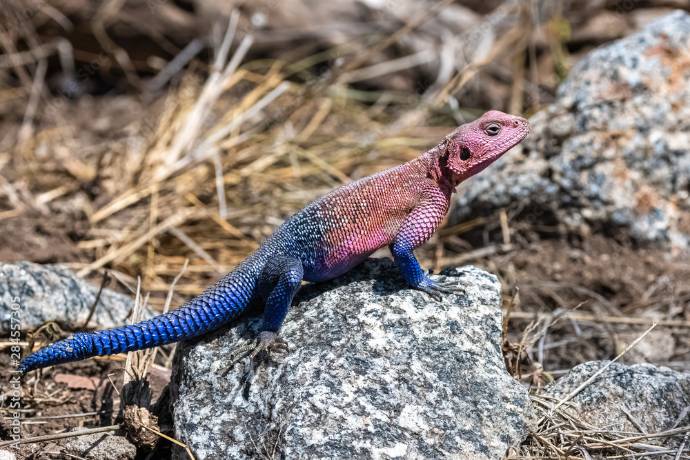 Rainbow lizard, Agama agama, colorful lizard standing in Africa, male Rainbow lizard, Agama agama, colorful lizard standing in Africa, male