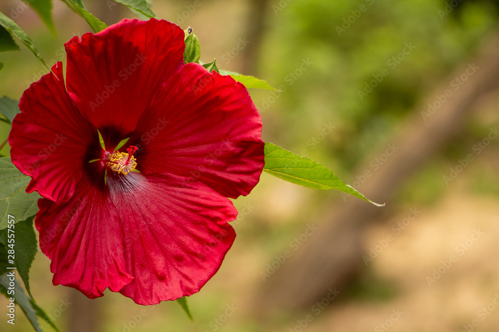 Hibiscus, a large fresh red flower in the garden. This flower makes great aromatic teas.