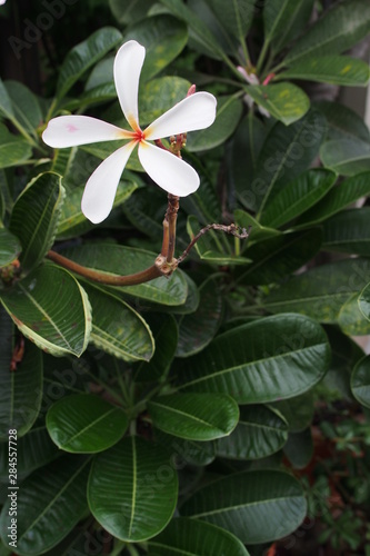 Temple tree flowers, Apocynaceae Frangipani or Plumeria and Wrightia religiosa branches and leaves