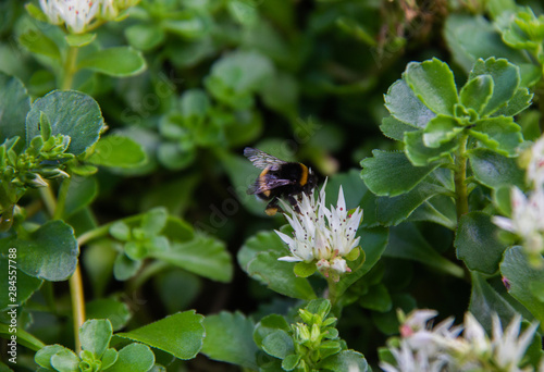 Bumblebee in the process of collecting pollen from a white flower