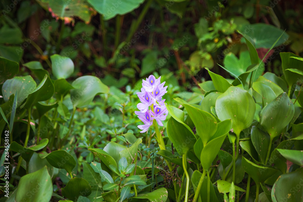 Purple flower with green leaves close-up