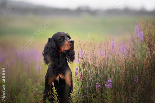 Profile portrait of Black and tan setter gordon dog sitting in the field in summer photo