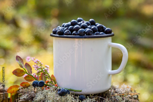 Mug with fresh blueberries on the background of the forest. Picking berries in the forest. Fresh blueberries.