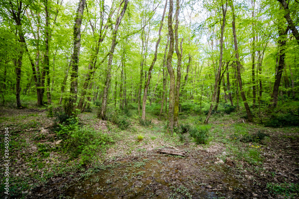Fototapeta premium path in the forest