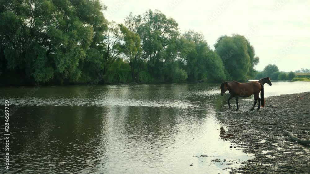 two very beautiful horse, brown, grazing by the river, standing on the shore, the stream flows, around the magnificent nature, in the day, the gray sky is reflected in the water, slow motion two very beautiful horse, brown, grazing by the river, standing on the shore, the stream flows, around the magnificent nature, in the day, the gray sky is reflected in the water, slow motion