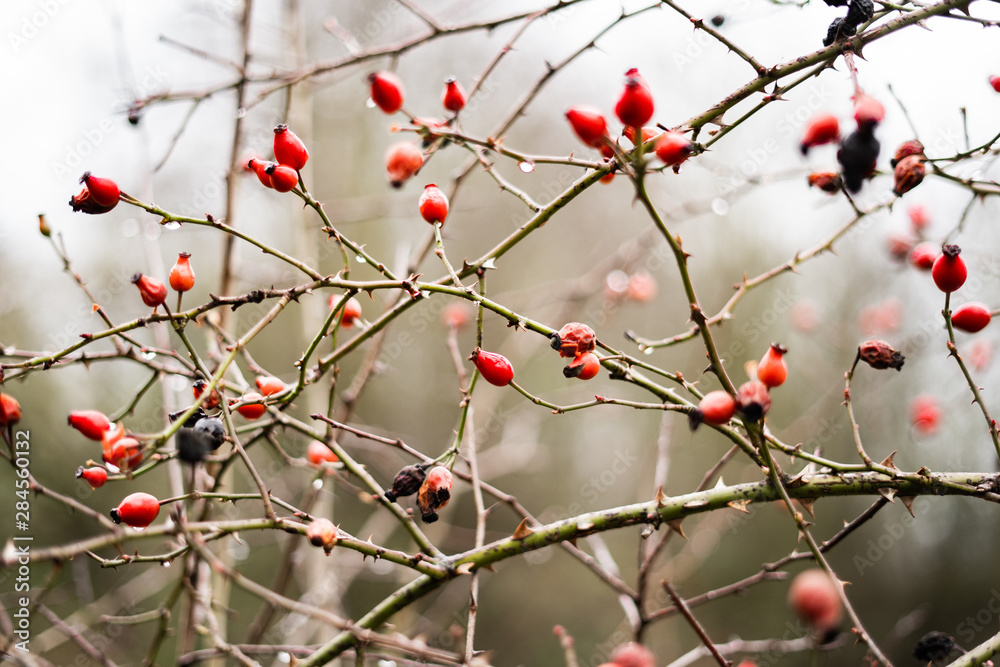 Red berries in winter - background Red berries in winter - background