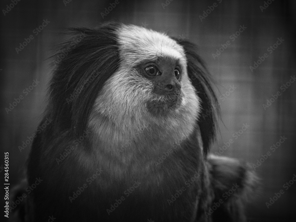 Naklejka premium Tamarin
