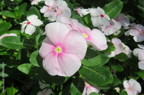 Beautiful pink periwinkle