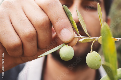 Close up view of an olive pickers' hand picking ripe olives from a tree