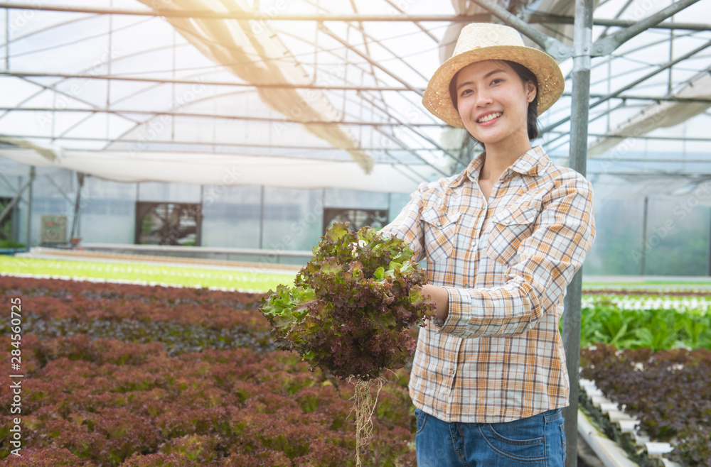 Obraz premium Brunch of fresh red oak in asian farmer woman hand growth in greenhouse hydroponic farm,Small business entrepreneur and organic vegetable farm and healthy food concept.Focus on red oak..
