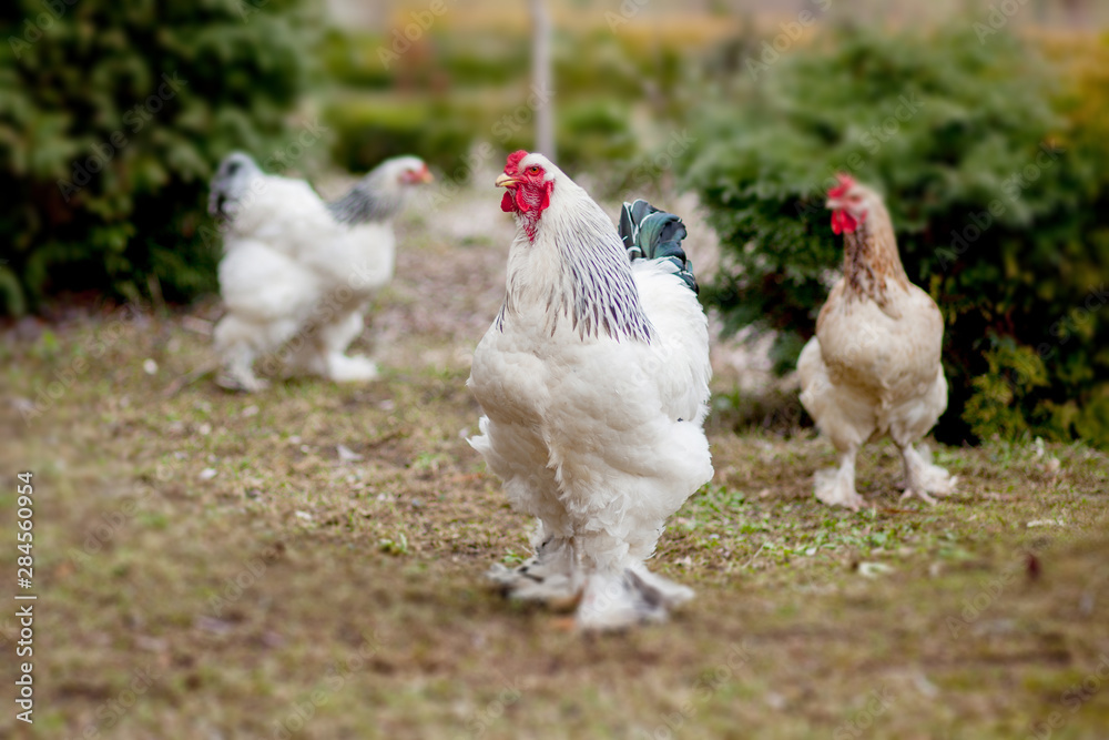 Fototapeta premium Grown healthy white hens on green grass outside in rural yard on old wooden barn wall background spring on bright sunny day. Chicken farming, healthy meat and eggs production concept