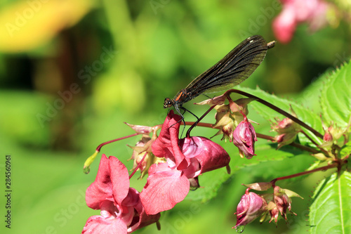 Blauflügel Prachtlibelle photo