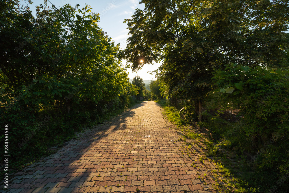 Fototapeta premium path in the forest at sunset
