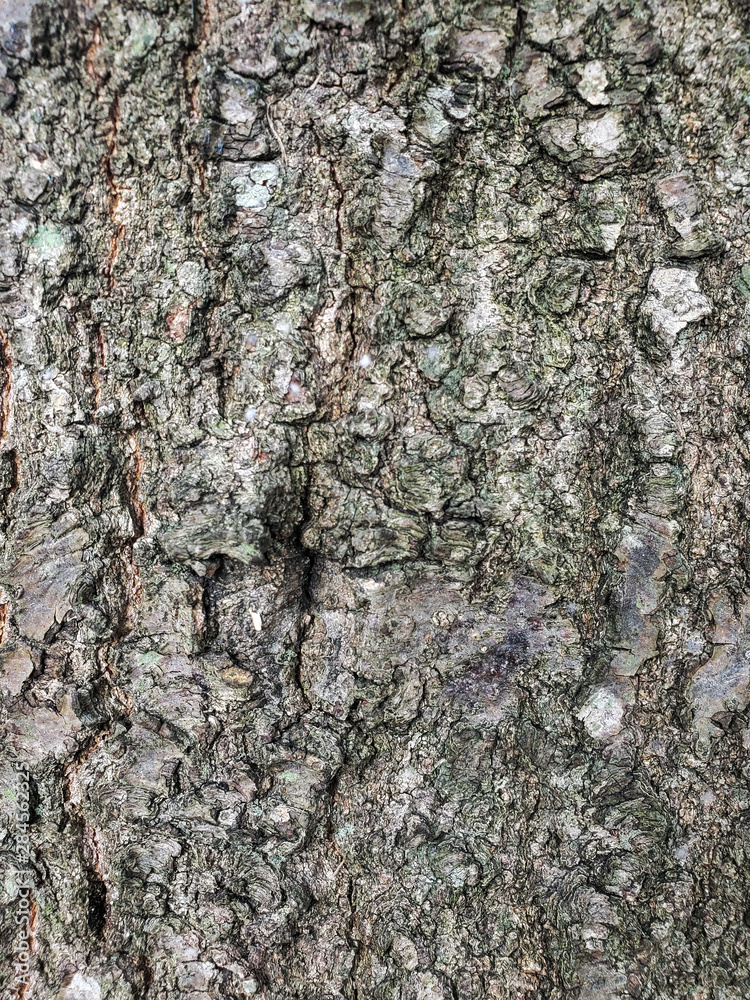 Texture background. wooden texture board. Wooden Background. Plank texture. - image Texture background. wooden texture board. Wooden Background. Plank texture. - image