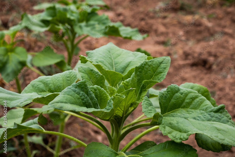 Obraz premium Sunflower plant with no flower