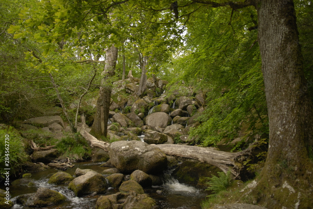 stream in forest