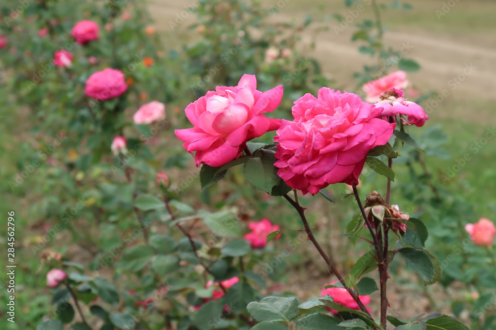 Rose flowers in garden