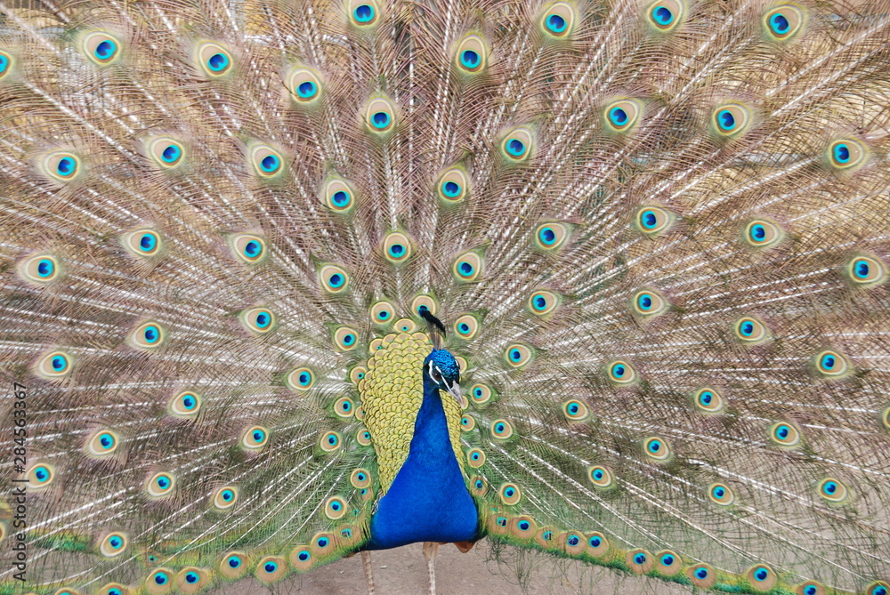 Obraz premium peacock with feathers out