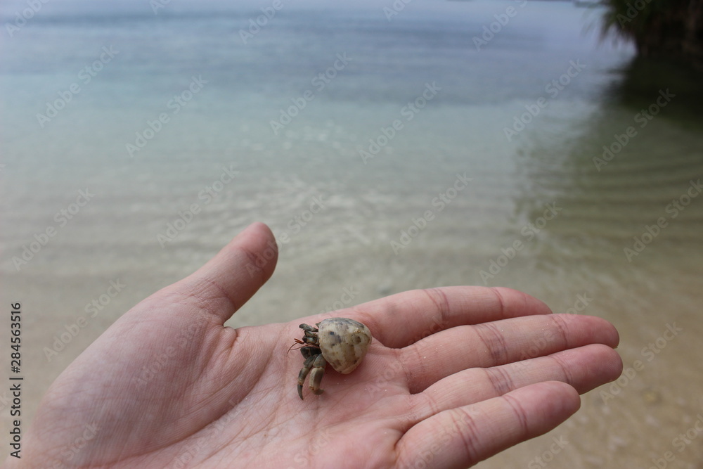 Small sea creature
