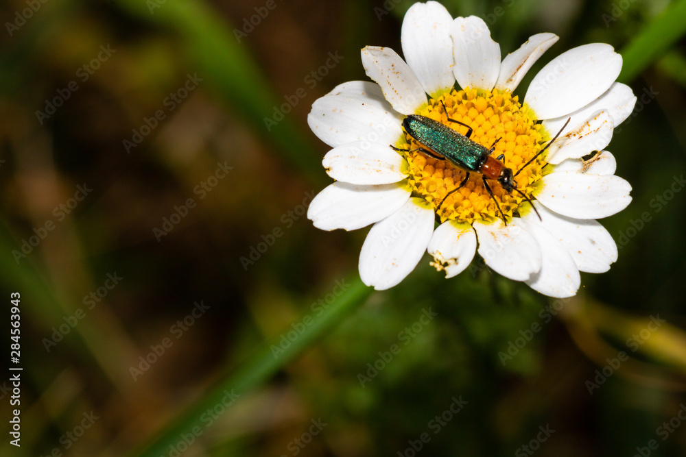 an insect on a daisy an insect on a daisy