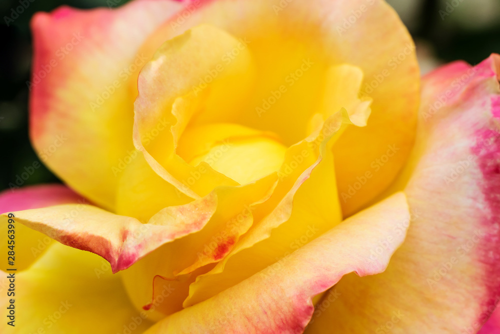 Yellow-pink rose close-up, macro photo. Background flower image, the beauty of nature. The concept of Valentine's Day, Women's Day.