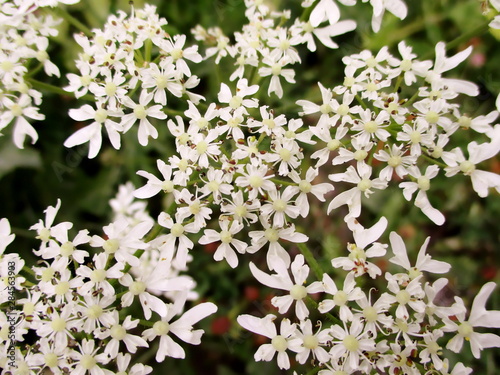 Fleurs blanches en ombelles de Berce commune (Heracleum sphondylium). © Véro des Cairns