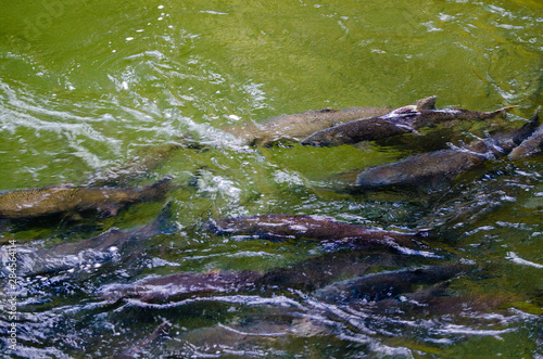 Salmon run