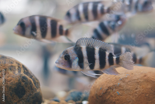 Kenyi cichlid Maylandia lombardoi aquarium fish