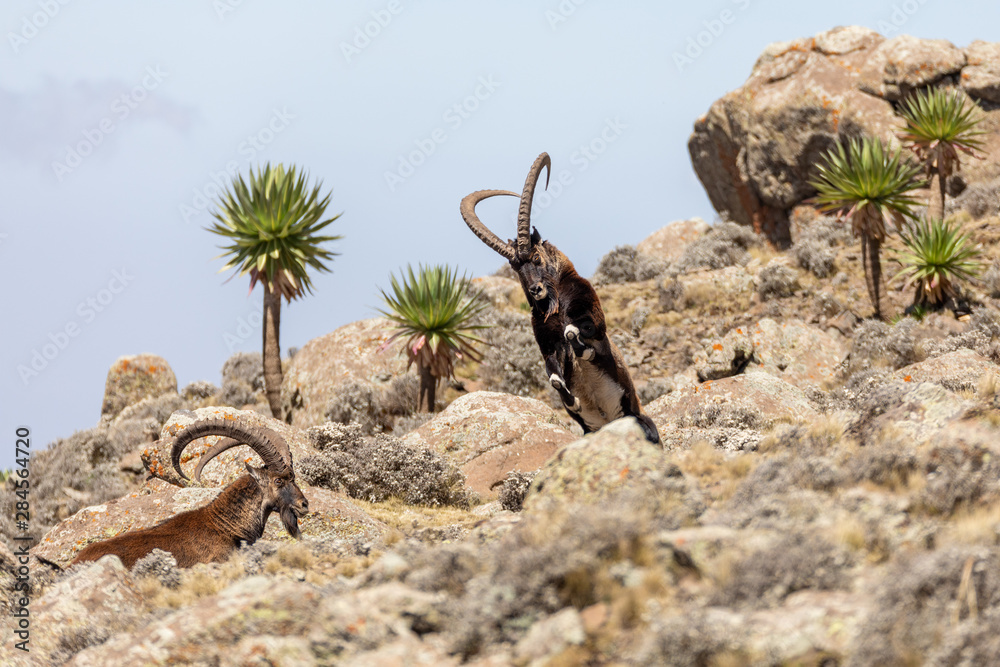 Very rare Walia ibex fighting, Capra walia, rarest ibex in world. Only about 500 individuals survived in Simien Mountains in Northern Ethiopia, Africa - obrazy, fototapety, plakaty 