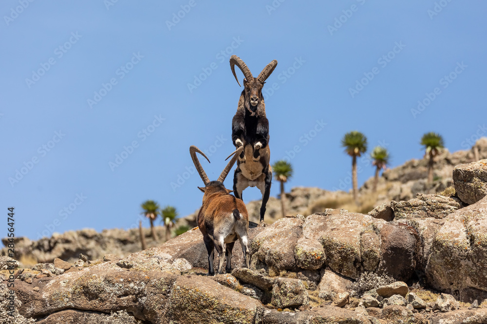 Very rare Walia ibex fighting, Capra walia, rarest ibex in world. Only about 500 individuals survived in Simien Mountains in Northern Ethiopia, Africa - obrazy, fototapety, plakaty 