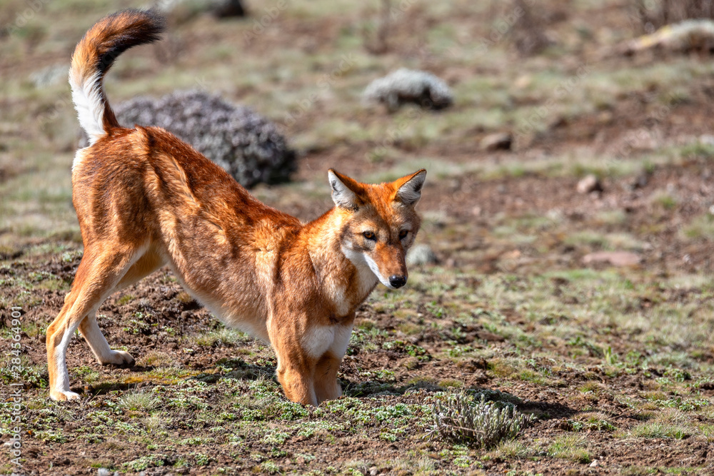 Fototapeta premium Rare and endemic ethiopian wolf, Canis simensis, hunts in nature habitat. Sanetti Plateau in Bale mountains, Africa Ethiopian wildlife. Only about 440 wolfs survived in Ethiopia