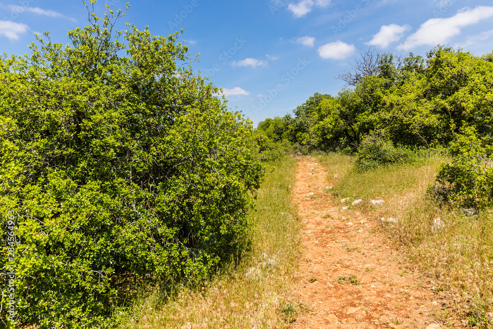 Fototapeta premium View from the Roe Deer Trail in The Ajloun Forest Reserve in Jordan