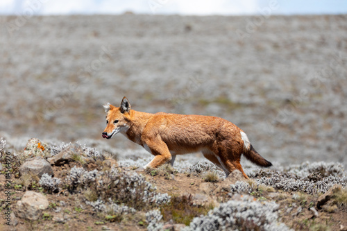 Rare and endemic ethiopian wolf, Canis simensis, hunts in nature habitat. Sanetti Plateau in Bale mountains, Africa Ethiopian wildlife. Only about 440 wolfs survived in Ethiopia photo